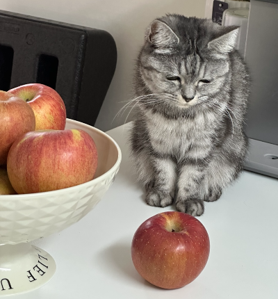 고양이가 먹어도 되는 과일 중 하나인 사과 옆에 앉아 있는 고등어 태비 고양이, 과일 급여 원칙 준수의 중요성 강조