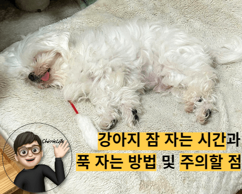 자고 있는 강아지