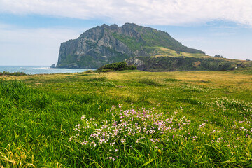 25년 4월 봄꽃여행지추천!!벚꽃 &amp; 유채꽃 절정! 봄꽃 여행지 BEST 6