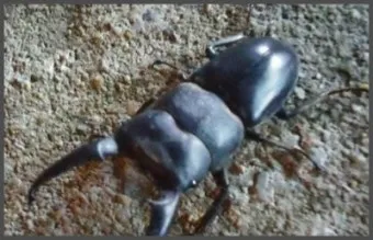 곤충 종류와 특징 생김새 습성 먹이 요약 정리_12