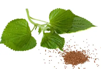 국산 들깨 1말 가격&amp;#44; 들깨의 효능과 영양성분