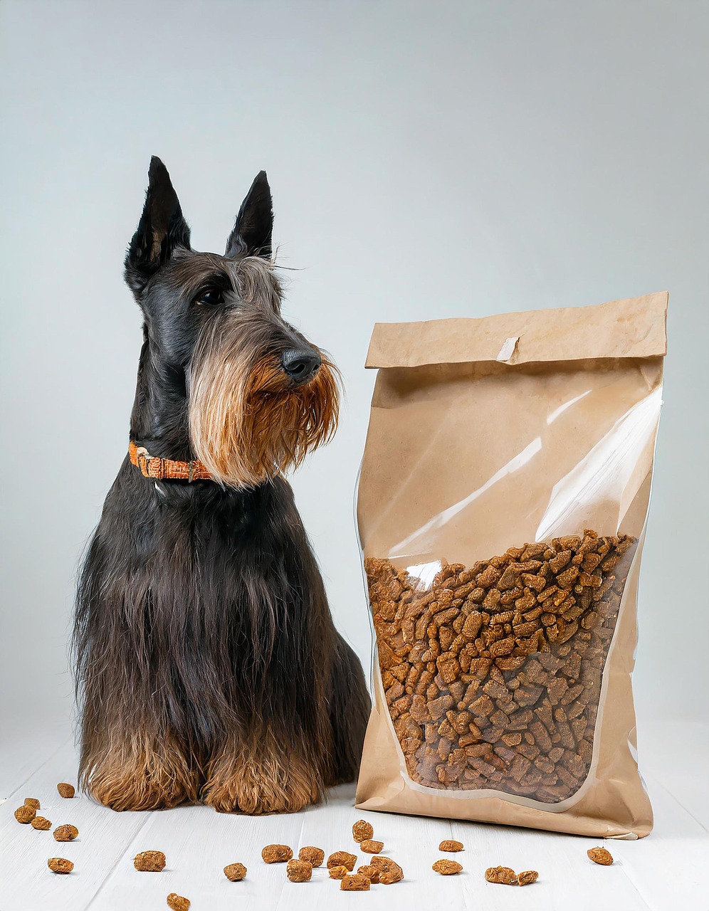 반려견의 소화기 건강과 설사, 구토에 대처하는 방법