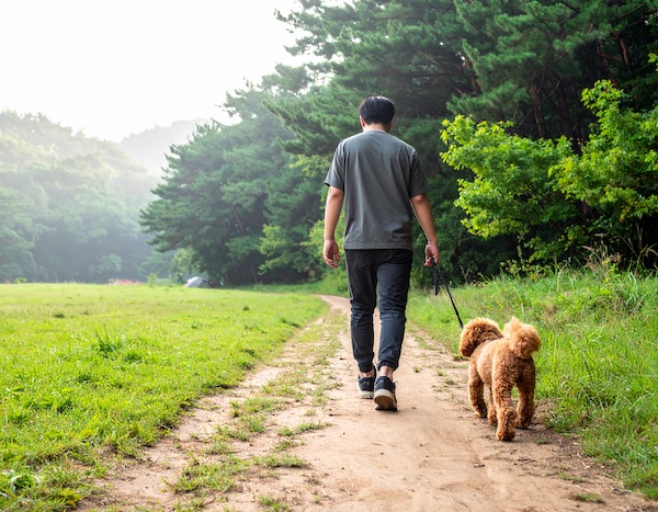 아침 햇살 속 반려견과 산책하는 풍경