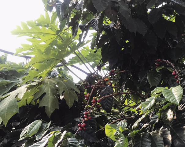 나로커피아일랜드