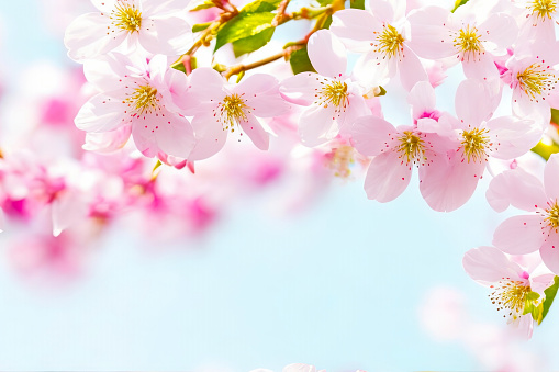 벚꽃 축제 일정