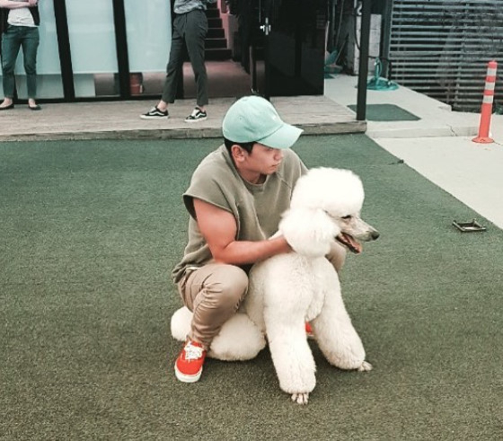 비 반려견 스탠다드 푸들