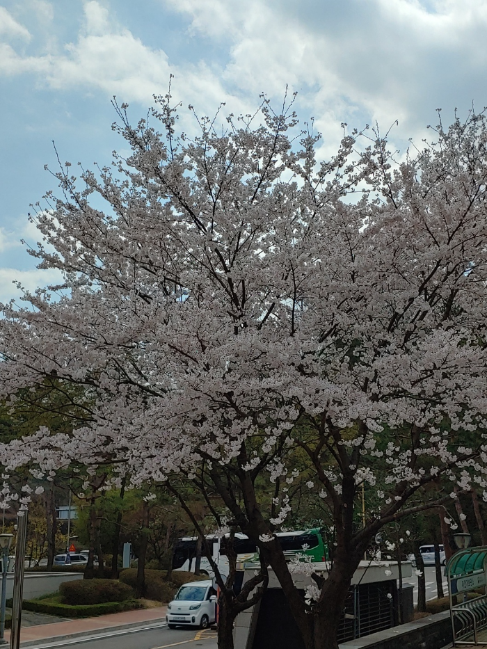 국립중앙도서관 만개한 벚꽃