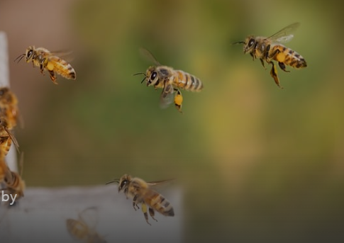 우주 농업의 미래: 꿀벌이 화분 매개자 역할을 할 수 있을까?