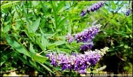 자궁근종 허브차