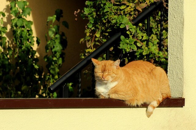 AUTOSAR Machine Learning 인터페이스 설계 및 AI 모델 통합