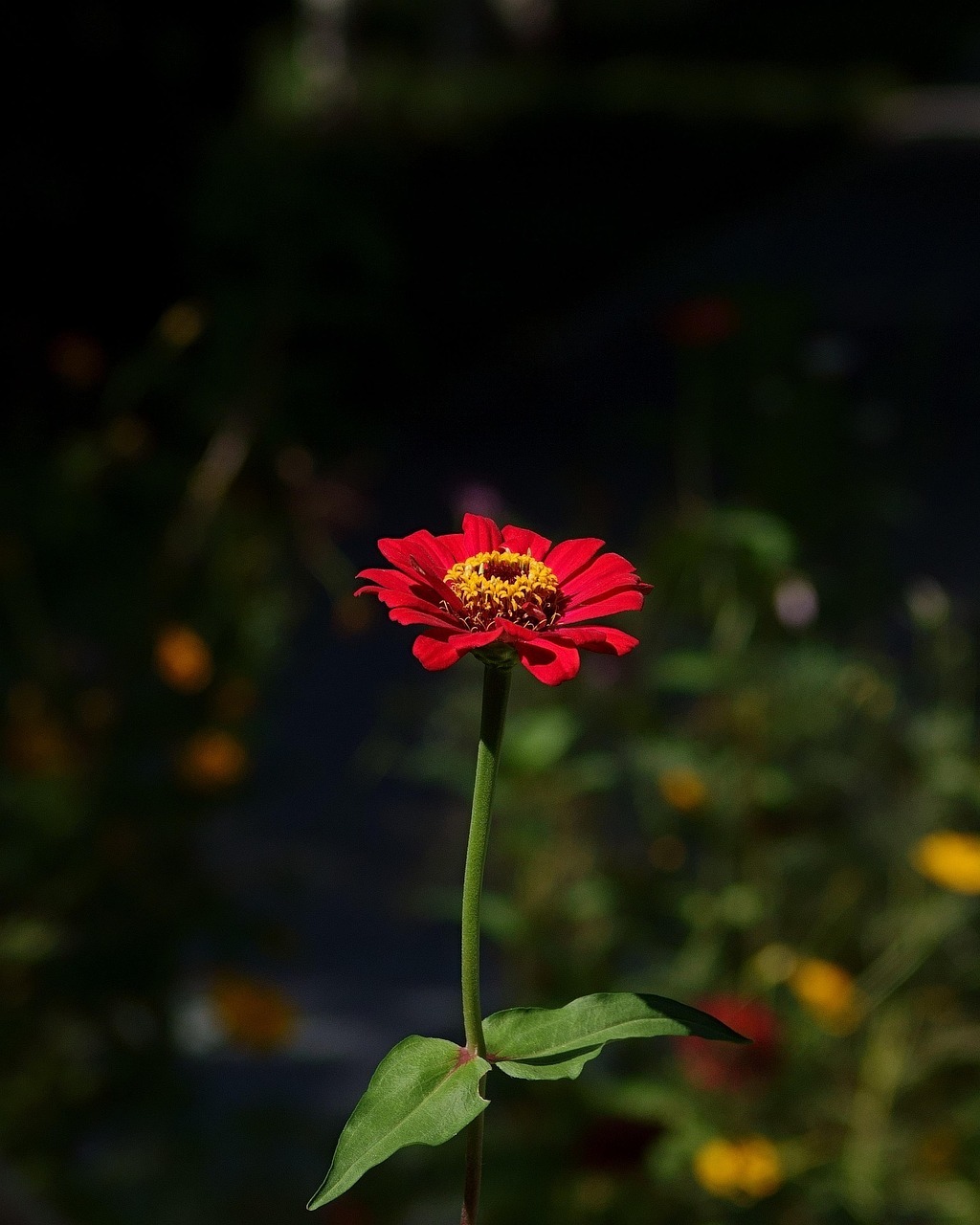 담양 명옥헌 원림 배롱나무