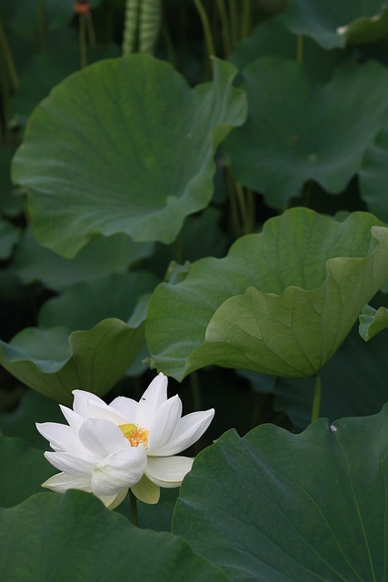 사찰음식