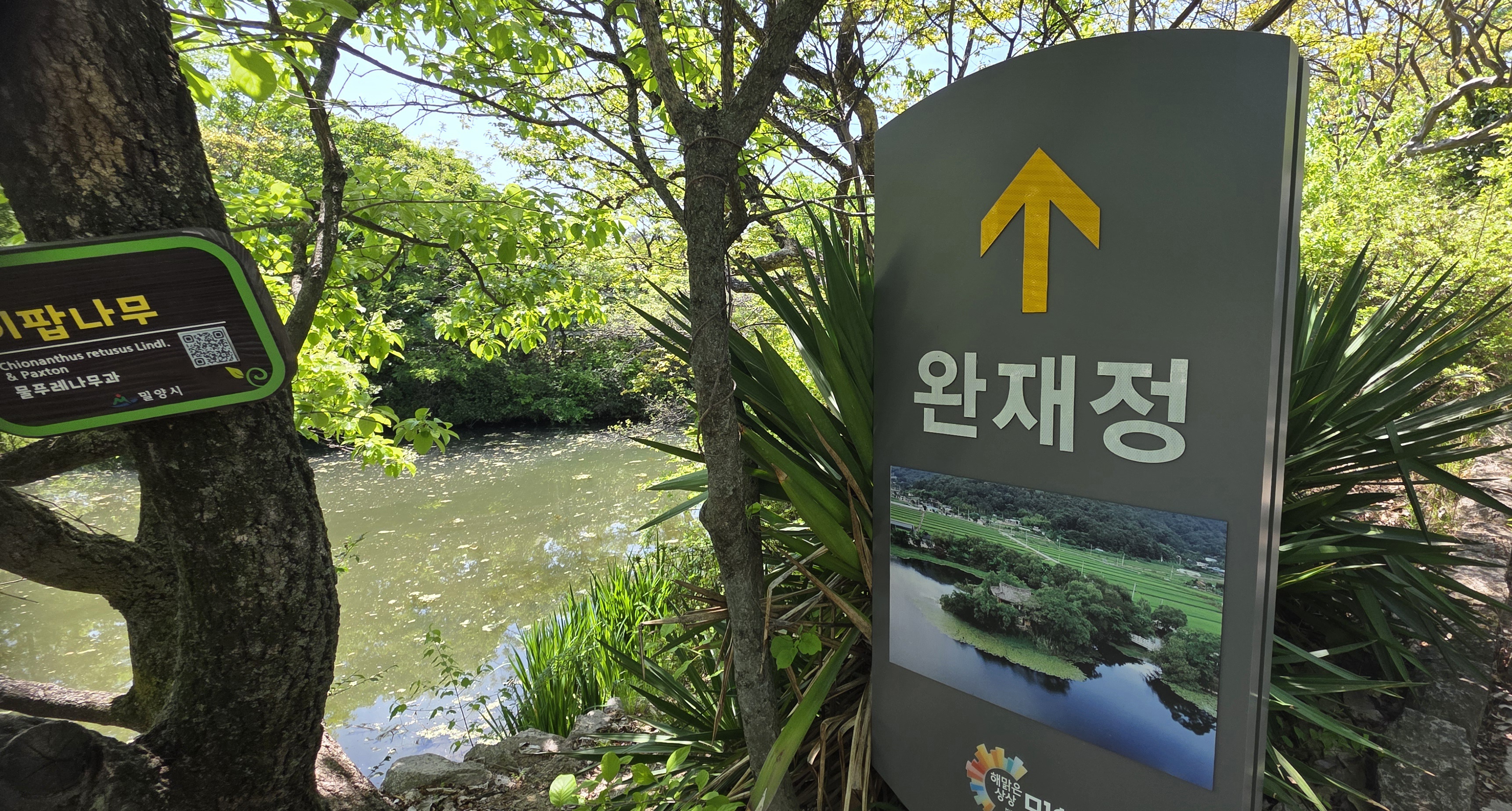 위양지 완재정 가는길