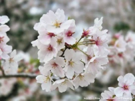 2026 진해군항제 일정