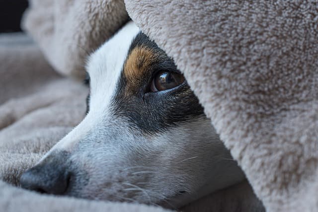 canine atopic dermatitis