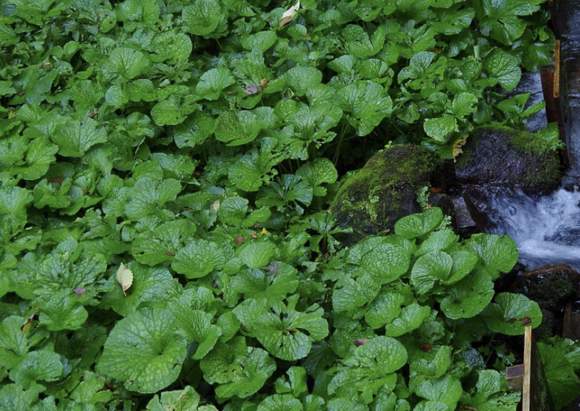 와사비 잎 – 뿌리보다 귀한 와사비의 잎과 줄기 활용법