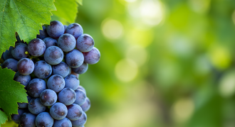 포도