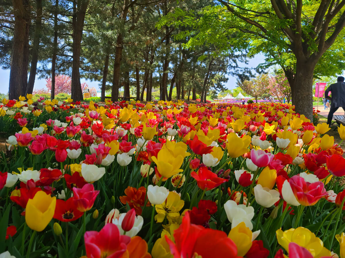 태안 튤립축제