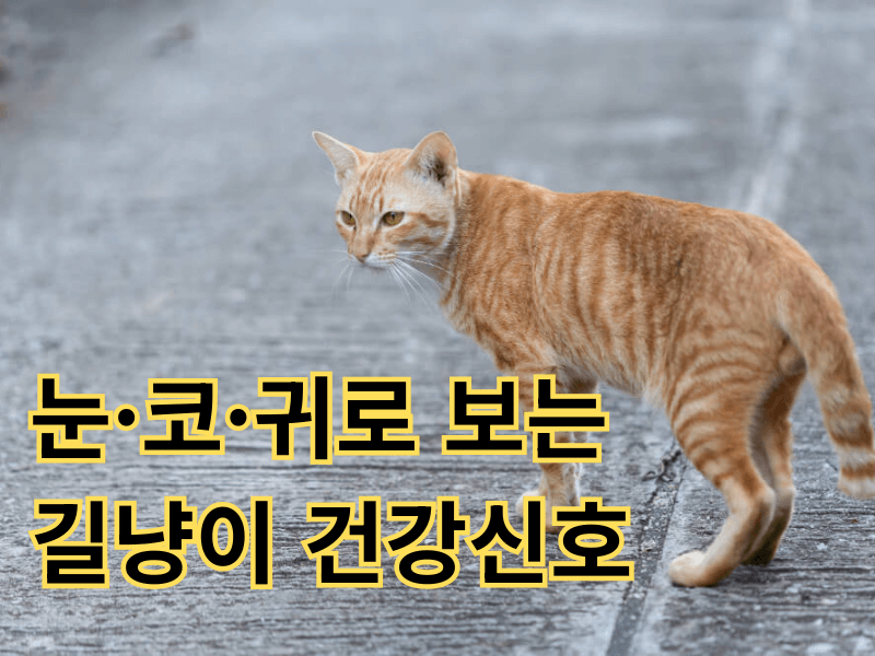 길냥이(길고양이) 건강 상태 보는 법 - 눈·코·귀로 알아보는 생생한 건강 신호