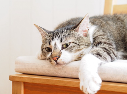 의자 위에서 나른하게 자는 고양이.