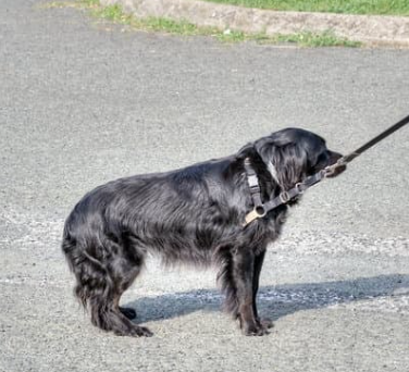 강아지 십자인대 파열 증상, 수술비 총정리