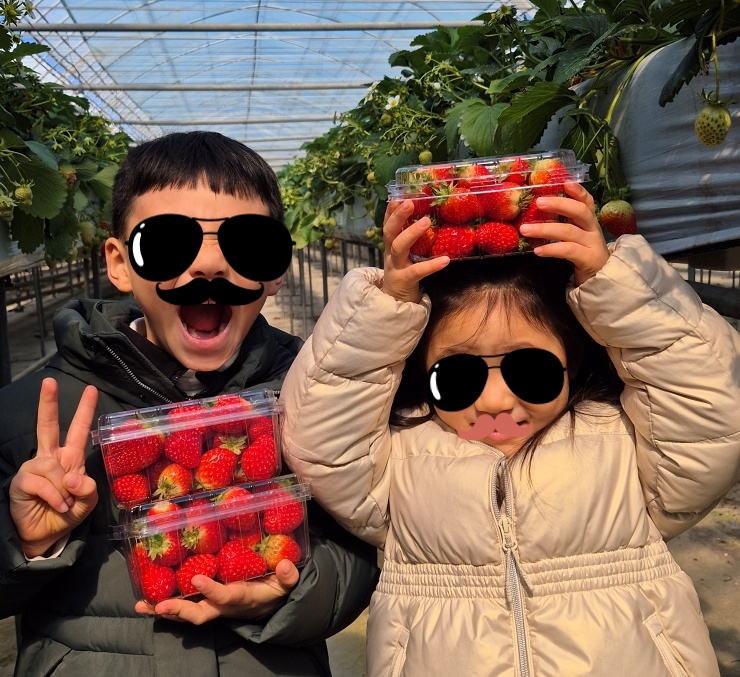 월롱딸기 농장 체험
