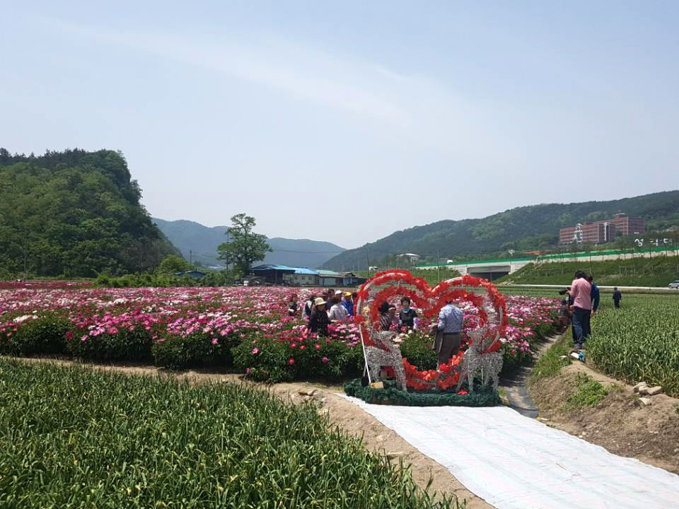 [5월 여행]영천작약꽃축제❘영천 삼창리&middot;정각리 작약꽃밭, 그리고 보현산약초식물원까지