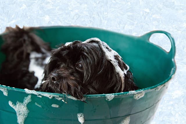 canine atopic dermatitis
