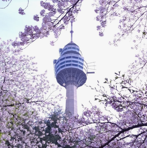 대구 83타원 벚꽃 사진