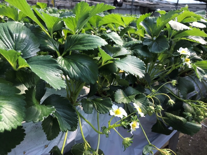 6시내고향 하얀딸기 봉양딸기농원