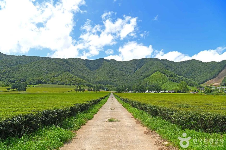 보성 가볼만한곳 베스트10