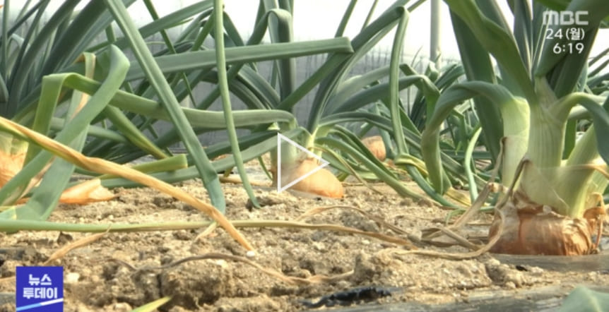 혹시 '양대파'라고 들어 보셨나요?