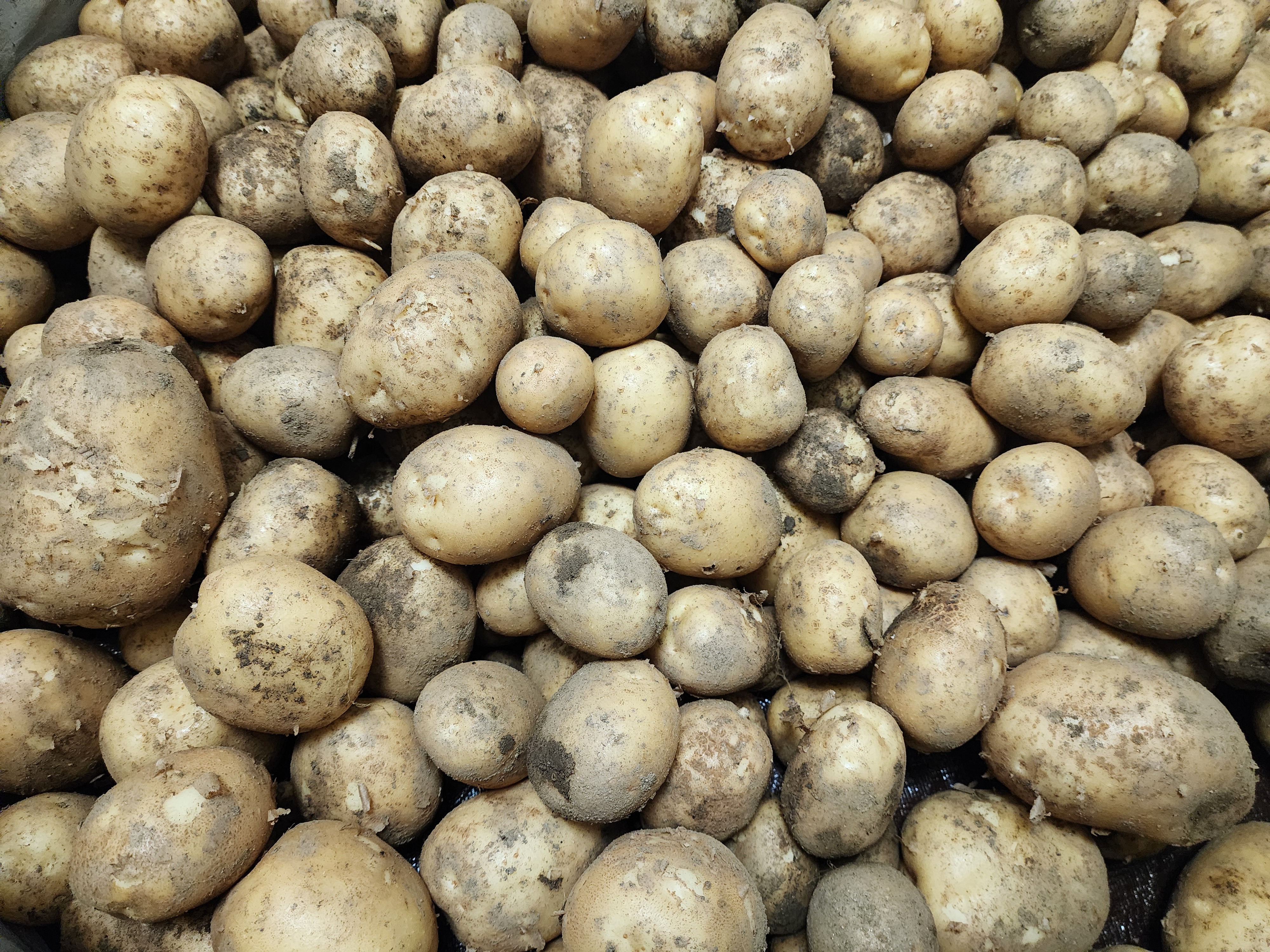 감자전 레시피, 믹서기 감자전