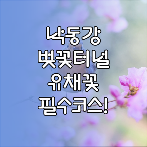 부산 낙동강 벚꽃 터널 개화 시기 및..
