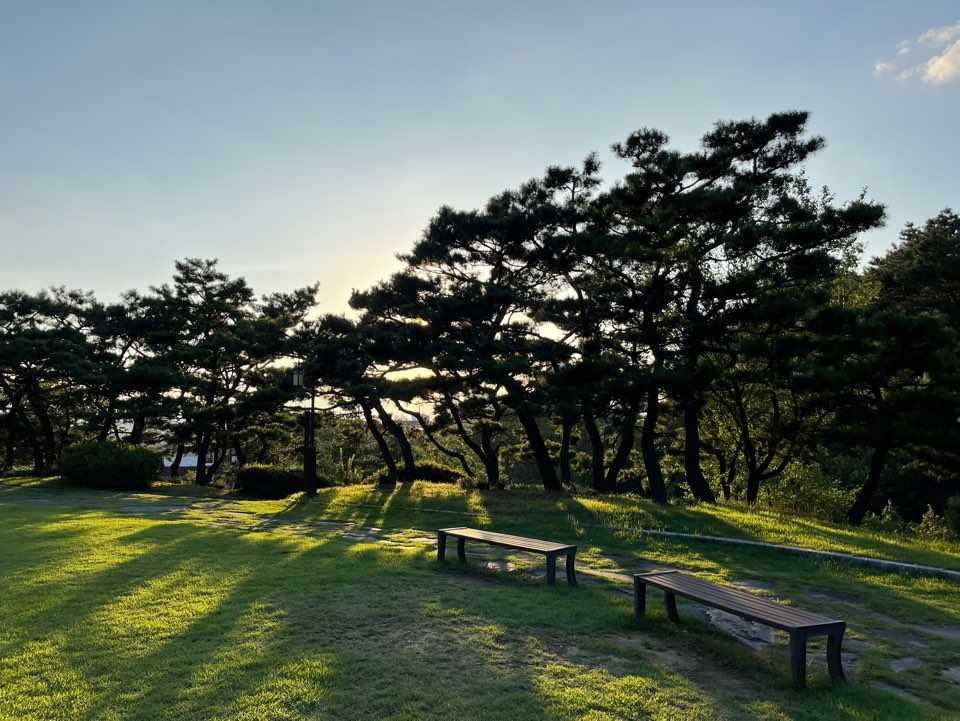 우암사적공원 소나무