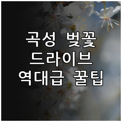 2026 곡성 벚꽃 여행 코스 추천 ..