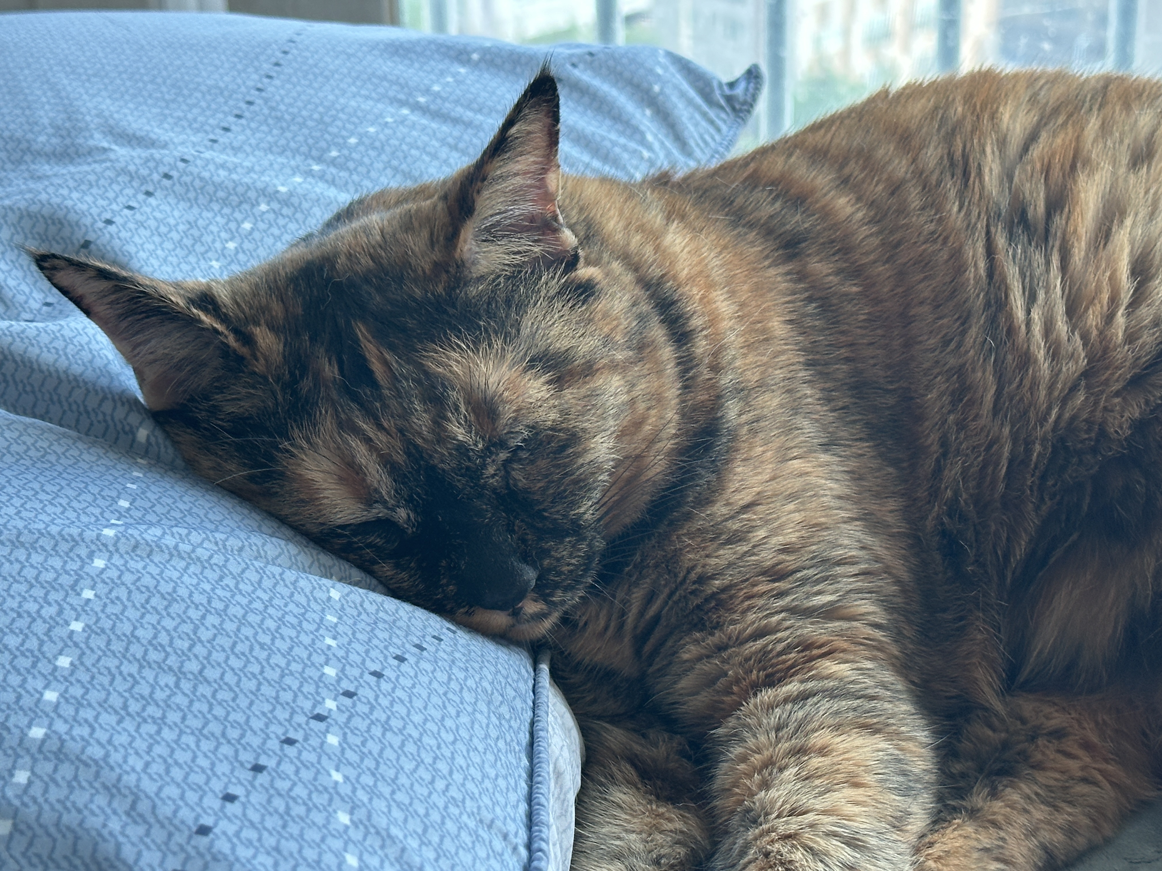 조신하게_베개_베고_자는_카오스고양이_사랑이_1