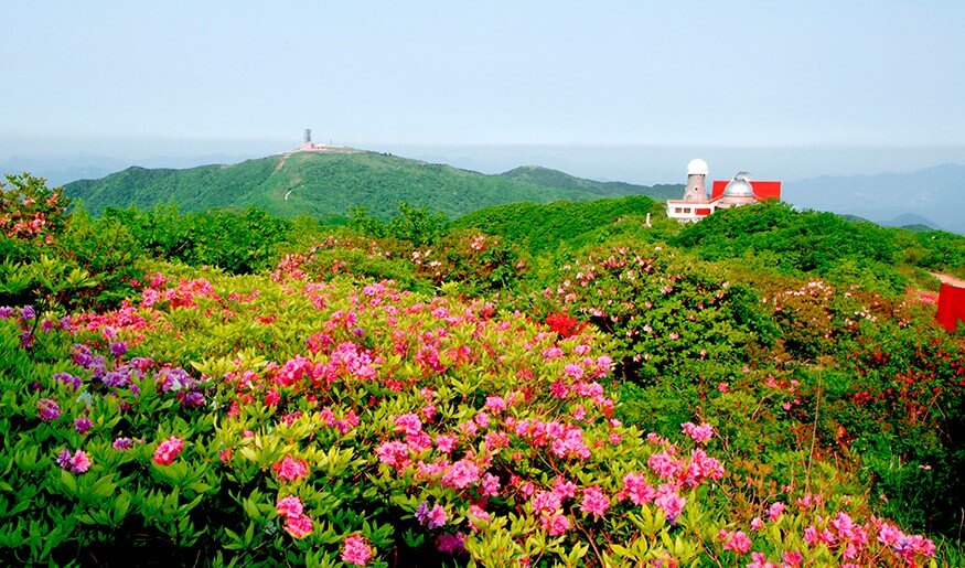 2025 단양 소백산 철쭉제: 봄의 절정을 만나는 시간