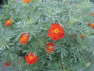 아프리칸매리골드