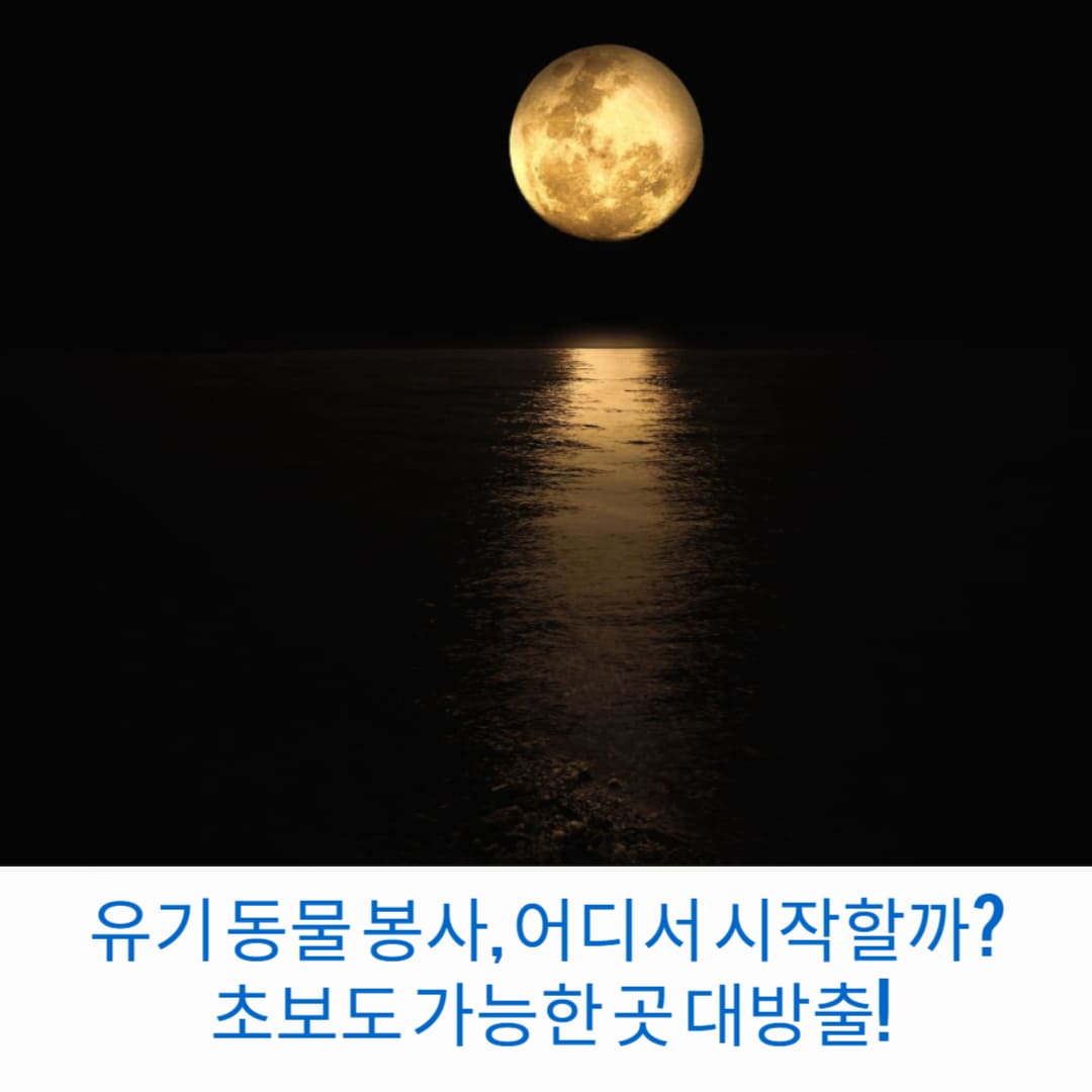 유기-동물-봉사-어디서-시작할까-초보도-가능한-곳-대방출-썸네일