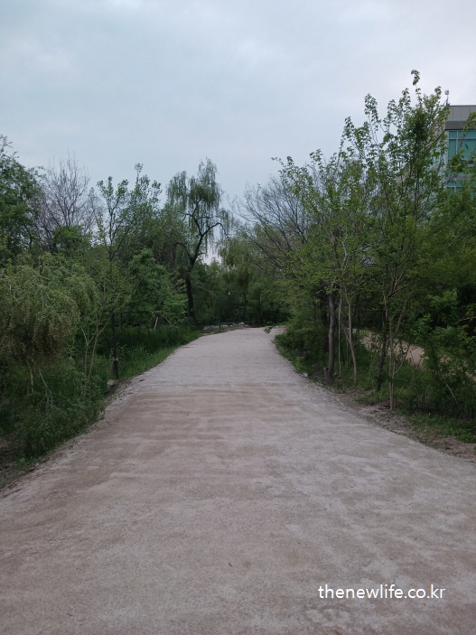 서울 여의도 샛강생태공원 입구의 모래 흙길 풍경, 좌우로 나무가 둘러싼 정갈한 맨발 걷기 좋은 길