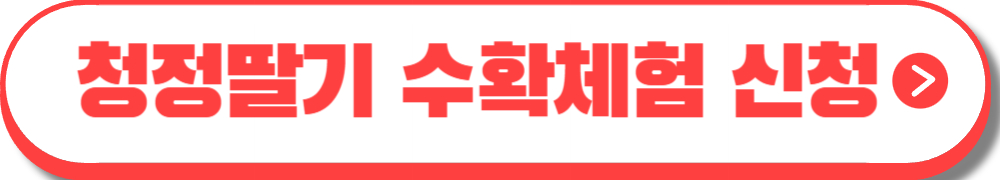 논산딸기축제