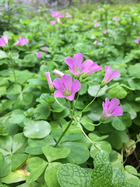 자주괭이밥