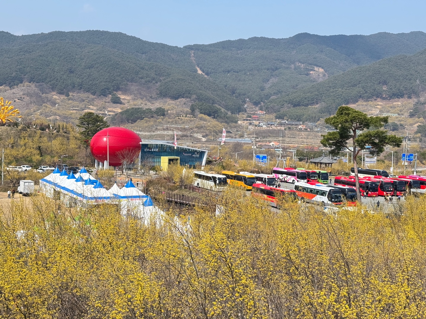 구례산수유축제