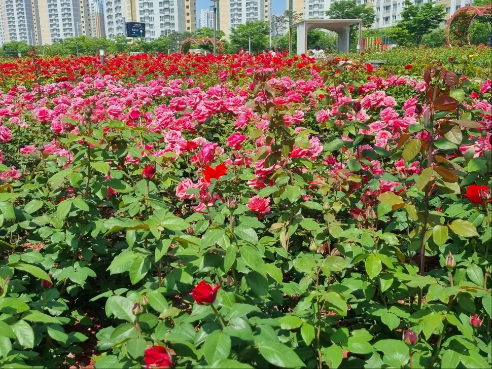 24.5.22. 김포 한강신도시 호수공원 장미원: 장미 개화, 조형물, 주차장, 화장실