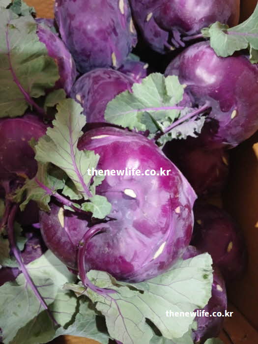 콜라비 효능 항암 효과 글루코시놀레이트