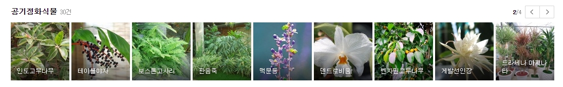 꽃을 피우는 공기 정화 식물 팔레놉시스와 꽃베고니아