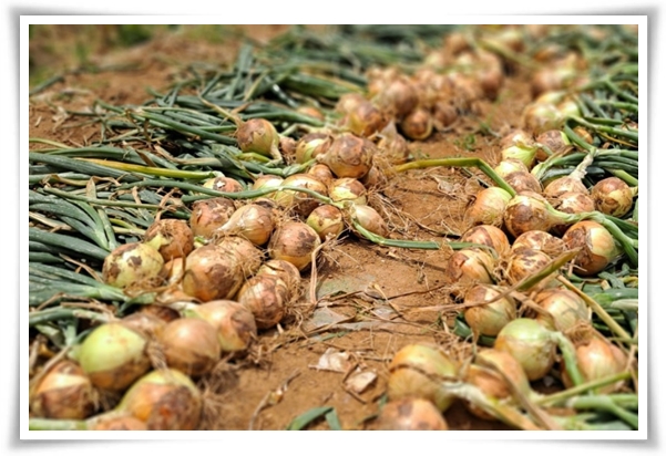 "10월, 양파 심으세요!" 건강한 양파 키우기 완벽 가이드!