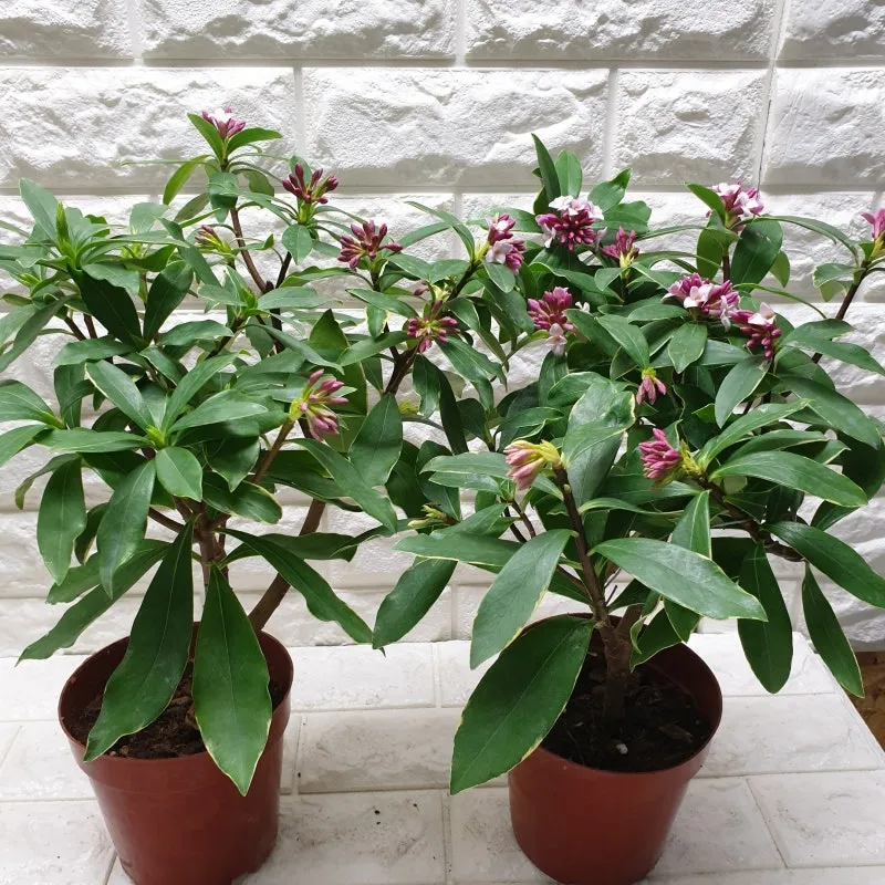 천리향 키우기와 향을 오래 유지하는 방법_4