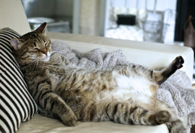 배를 보이며 자고 있는 고양이